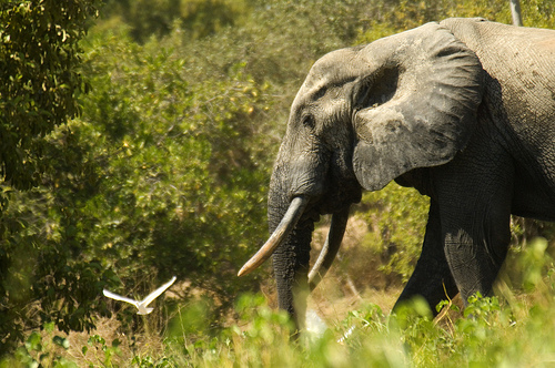 Read more about the article Elephants and Macro-Financial Linkages