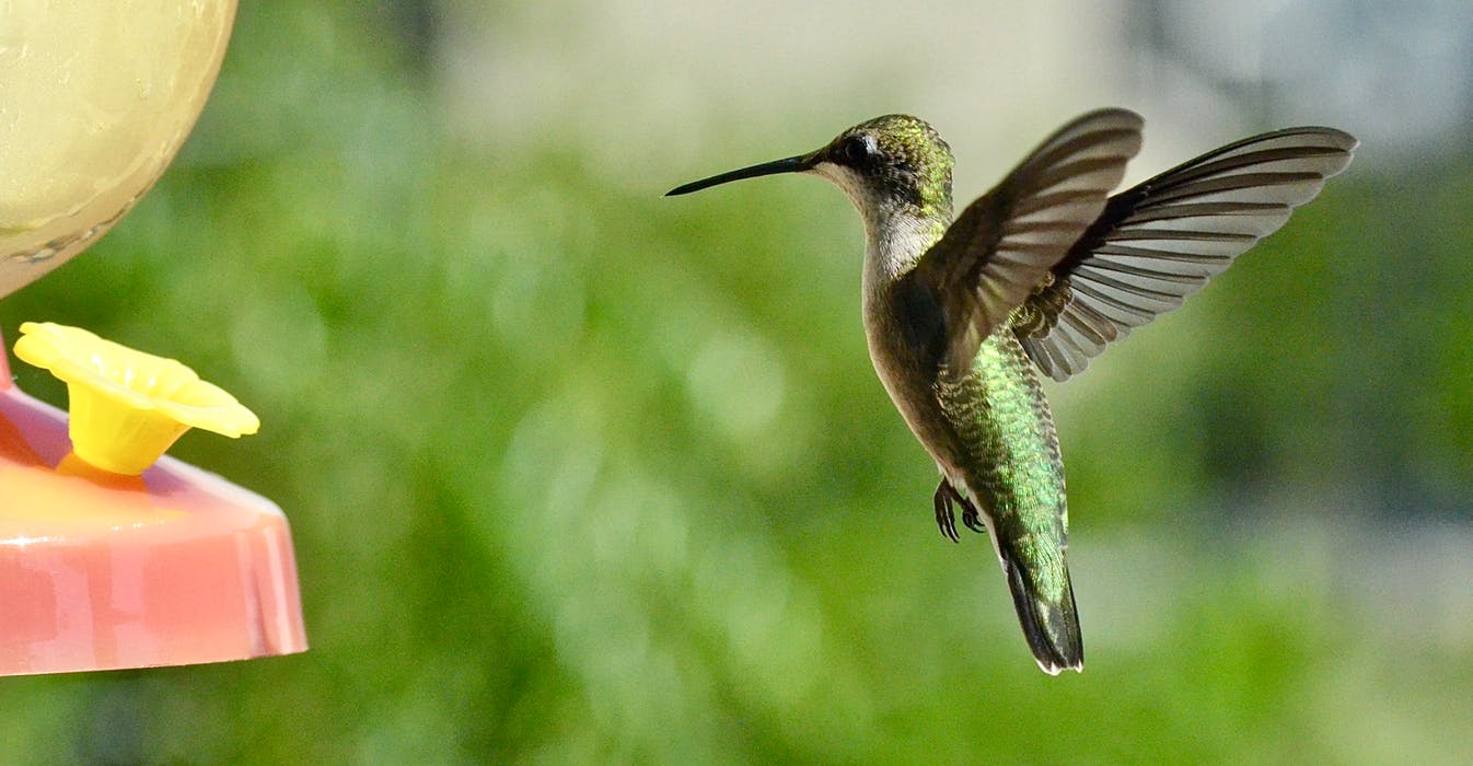 Read more about the article Like a Hummingbird – From Chile to Mongolia
