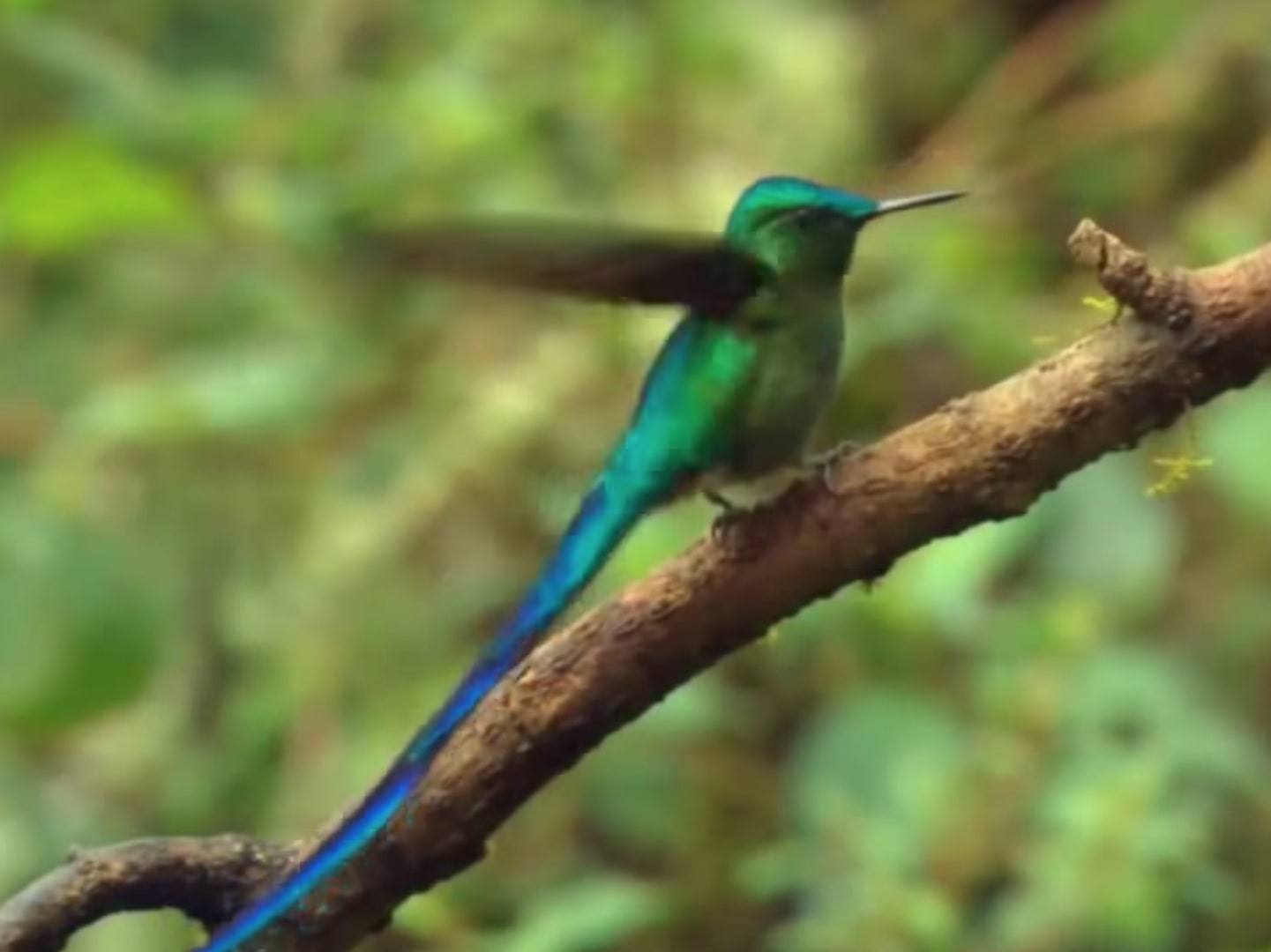 Read more about the article O Banco Mundial é um beija-flor na linha de tiro